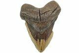 Bargain, Fossil Megalodon Tooth - North Carolina #235512-1
